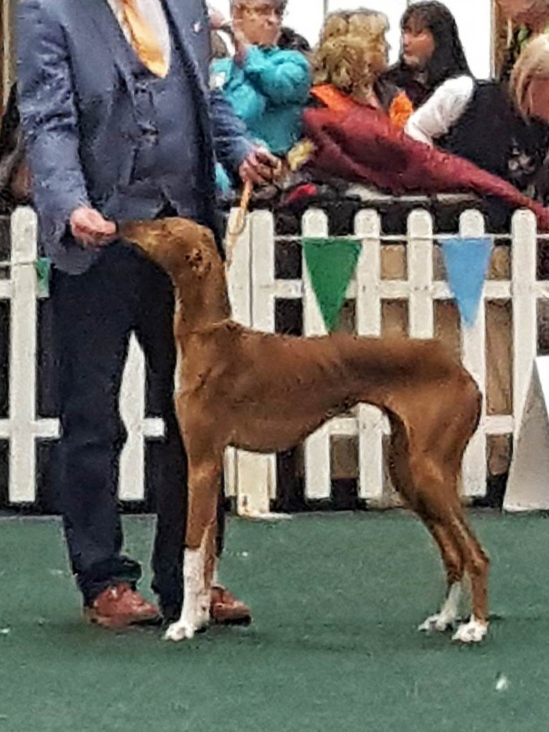 CH. Ninlil Du Haras De Crouz