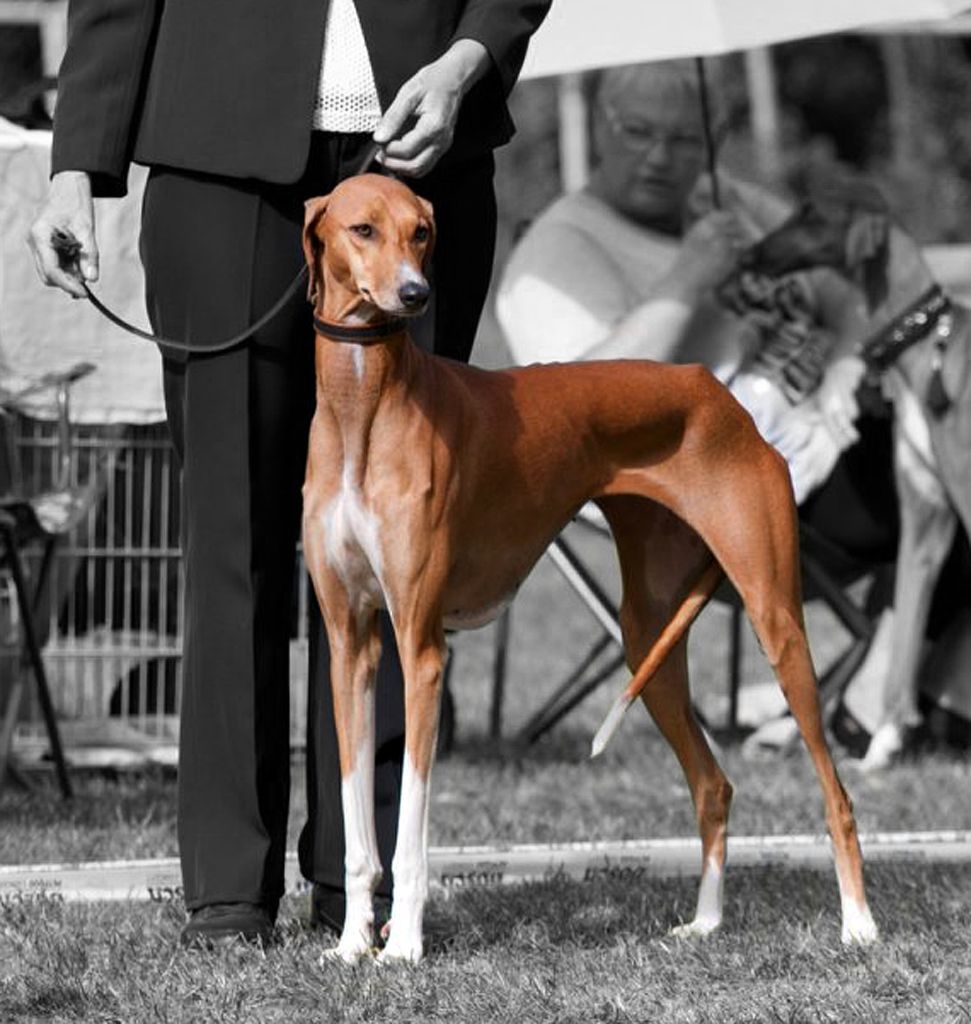 CH. Nefertiti Du Haras De Crouz