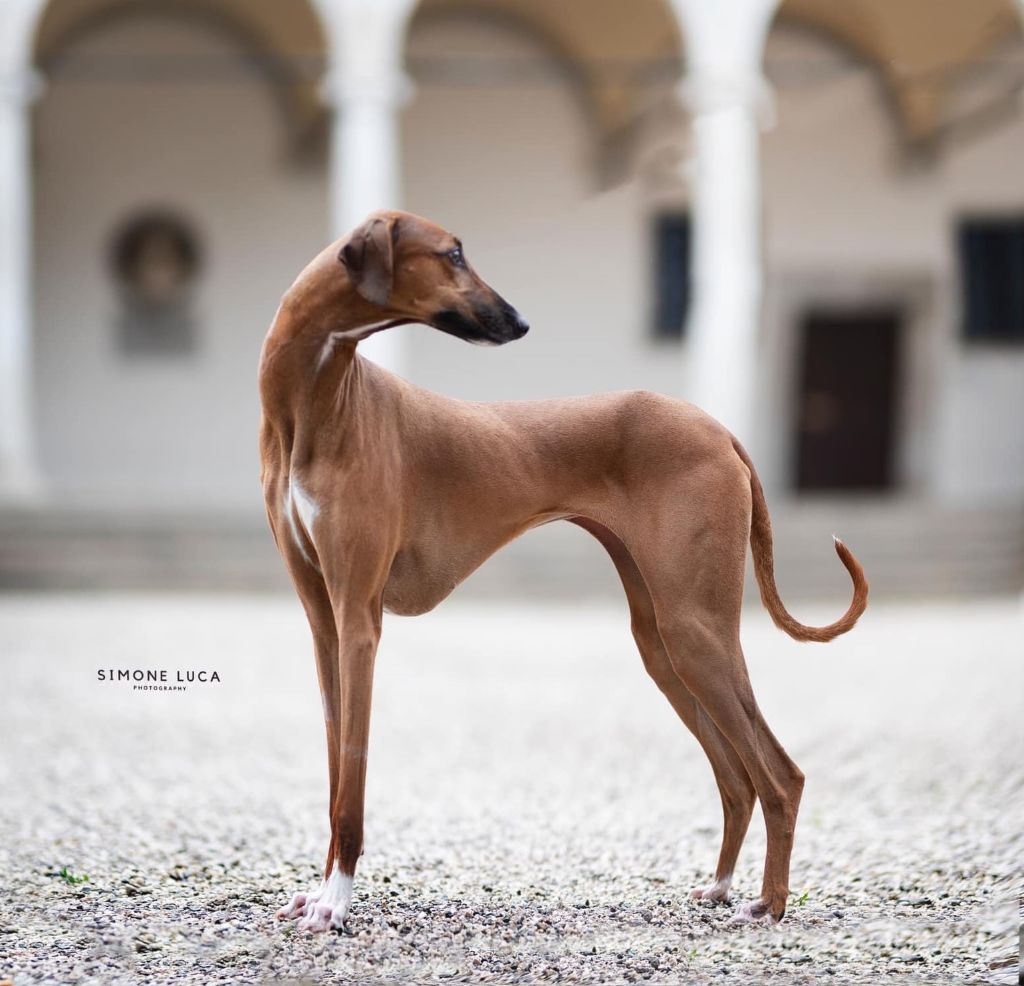 CH. P'qumayra Du Haras De Crouz