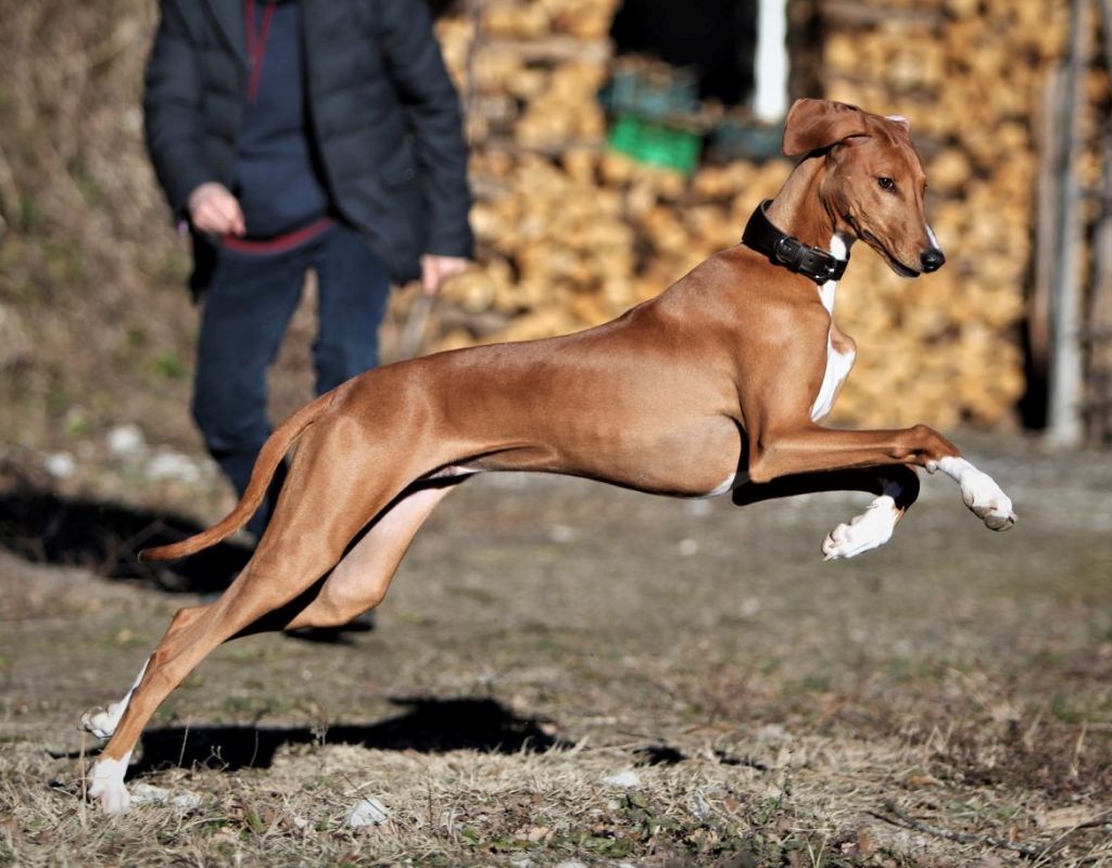 P'qhayyam Du Haras De Crouz