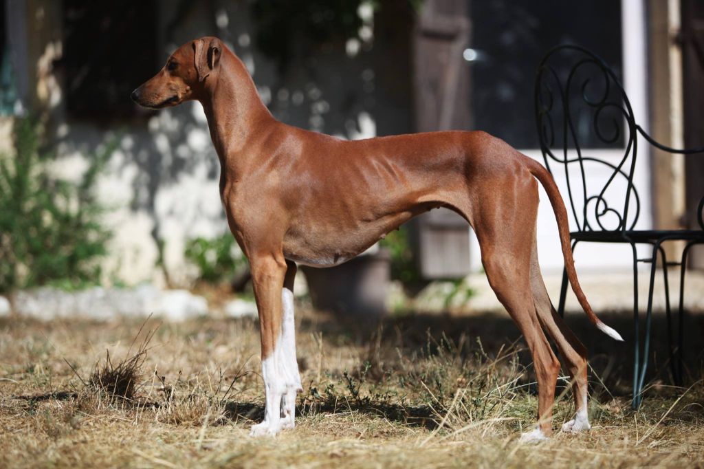 CH. Nikita Du Haras De Crouz