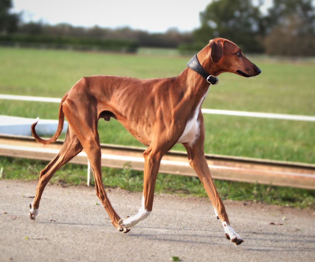 CH. Nemekken Du Haras De Crouz